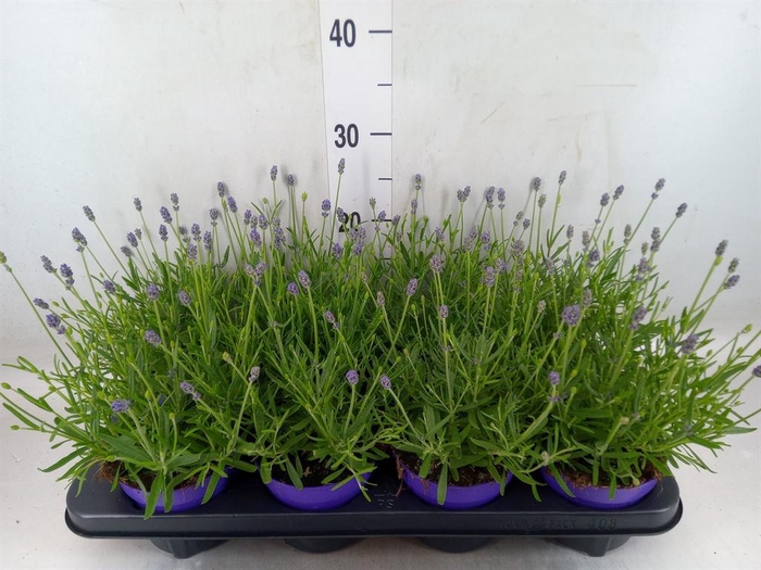 <h4>Lavandula angus. 'Essence Pure'</h4>