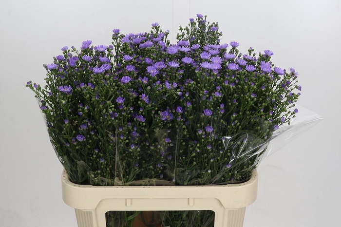 <h4>Aster Cassandra</h4>