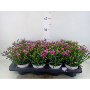 Dianthus  'Pink Kisses'