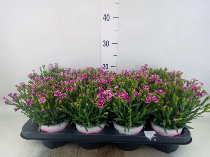<h4>Dianthus  'Pink Kisses'</h4>
