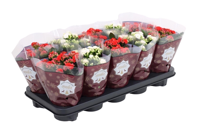 <h4>KAL GE GEM 2 KL</h4>