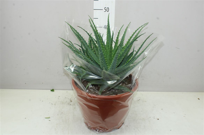 <h4>Aloe Arborescens Xl</h4>