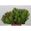 Leucadendron Goldstrike