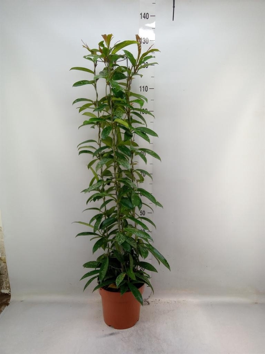 <h4>Hoya carnosa</h4>