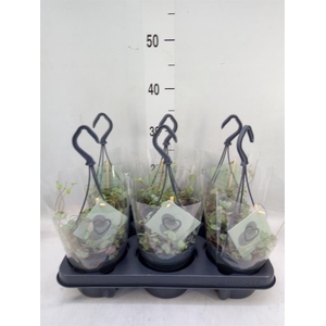 Ceropegia woodii ssp. woodii