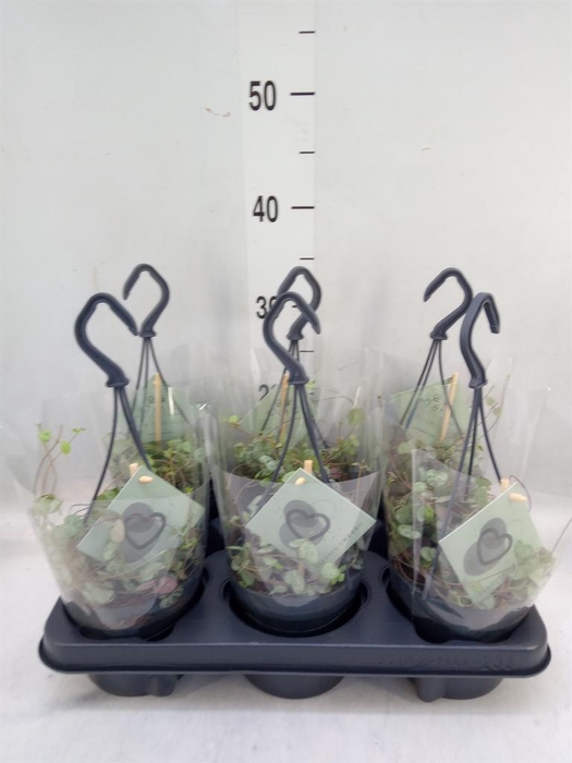 <h4>Ceropegia woodii ssp. woodii</h4>