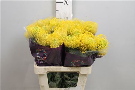 <h4>Leuco High Gold</h4>
