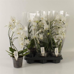 PHAL OV