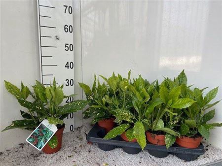 <h4>Aucuba J Variegata</h4>