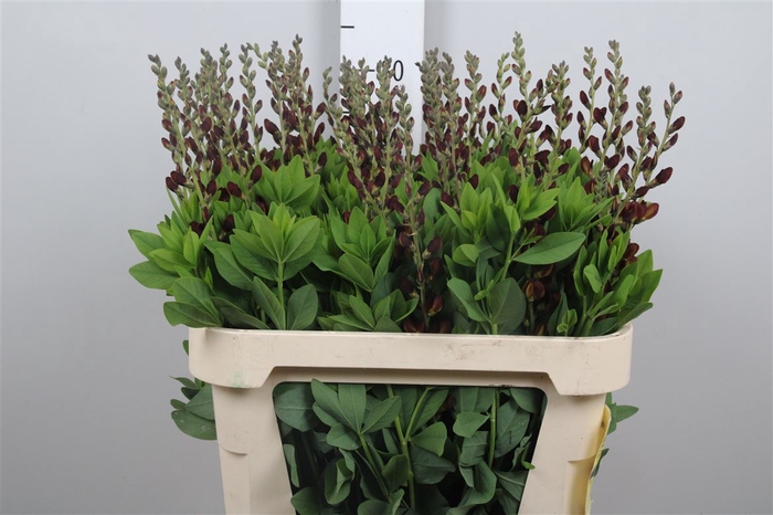 <h4>Baptisia Australis</h4>