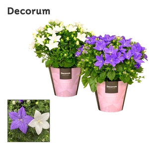 Campanula Blauw Wit Mix