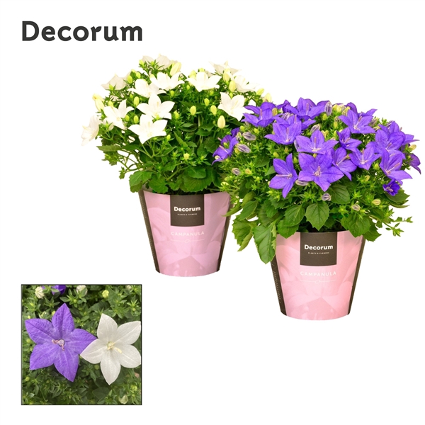 <h4>Campanula Blauw Wit Mix Decorum</h4>