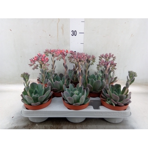 Echeveria  'Blue Prince'