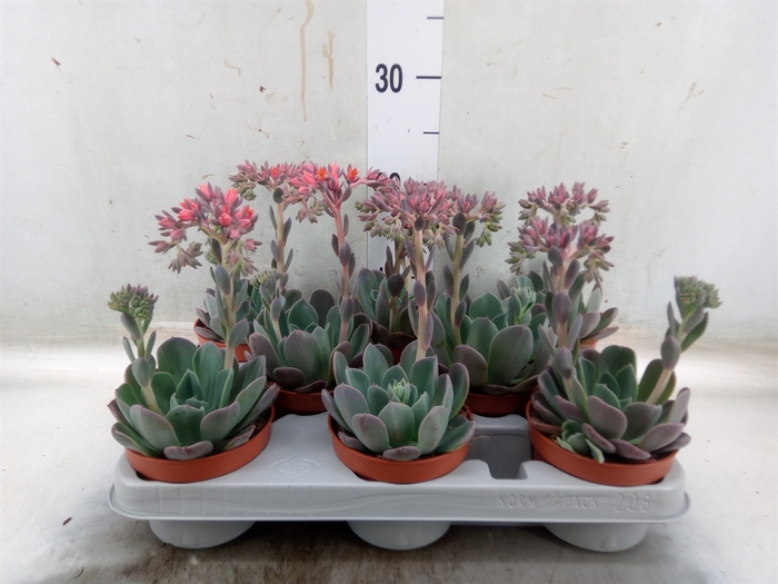 <h4>Echeveria  'Blue Prince'</h4>