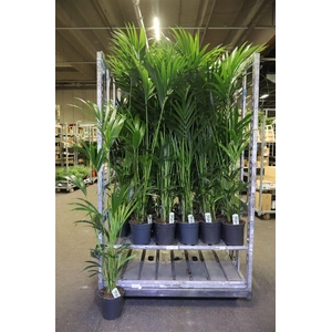 arr8 Howea Forsteriana