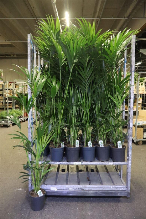 <h4>arr8 Howea Forsteriana</h4>
