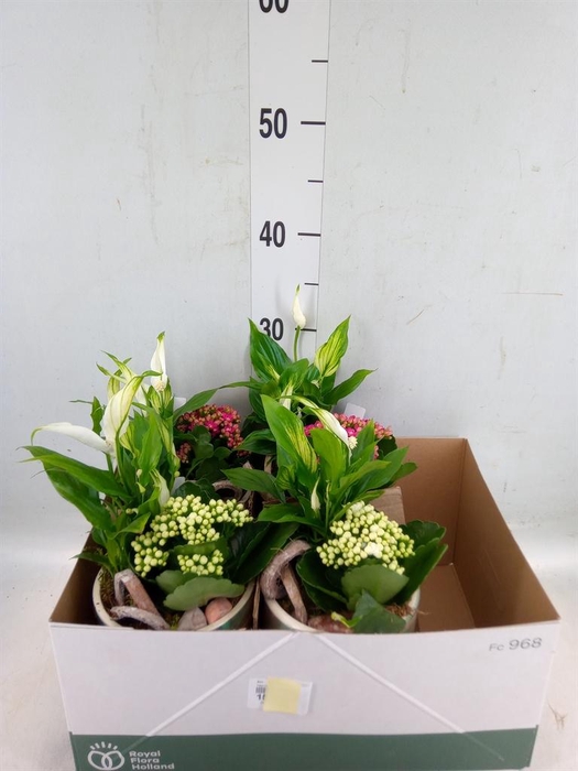 <h4>Arr.    Planten  L%</h4>