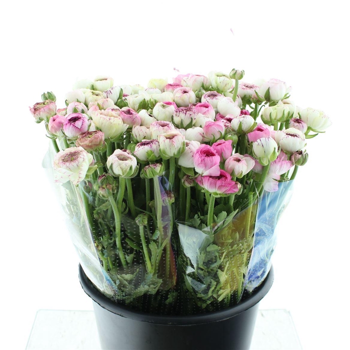 <h4>Ran El Sr Cappuccino Pink Extra</h4>