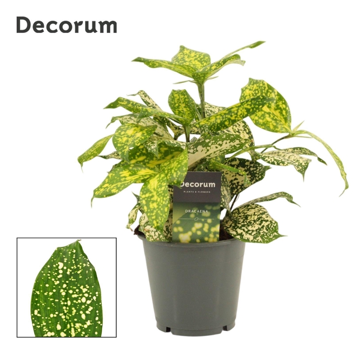 <h4>Dracaena Godsefiana 12 cm (Decorum)</h4>