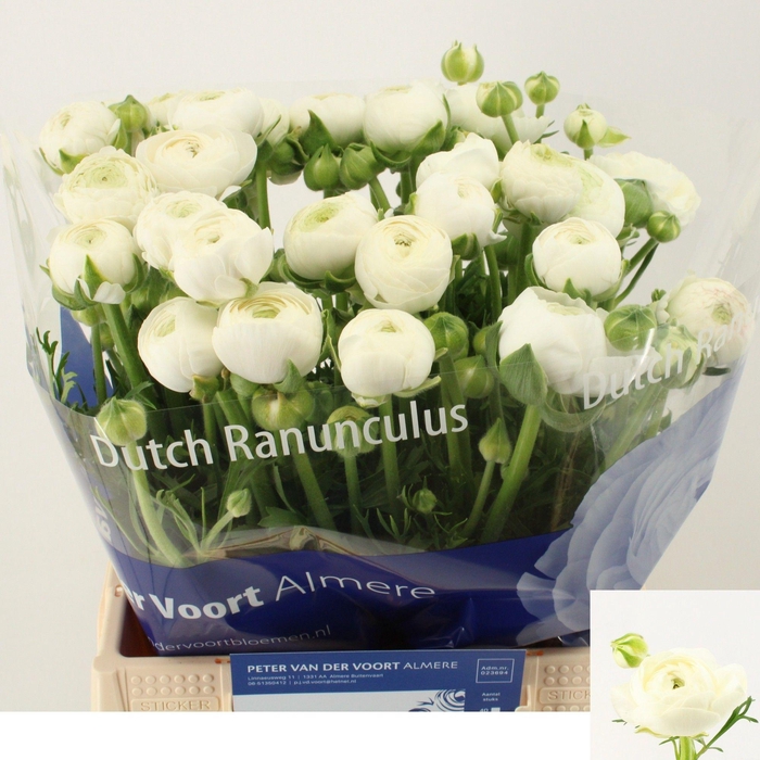 <h4>RAN AAZUR WHITE</h4>