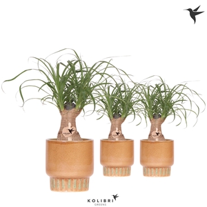 Kolibri Greens Beaucarnea in Bold pot cognac