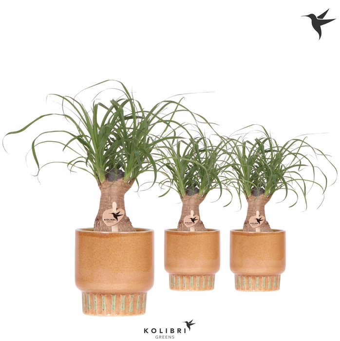 <h4>Kolibri Greens Beaucarnea in Bold pot cognac</h4>