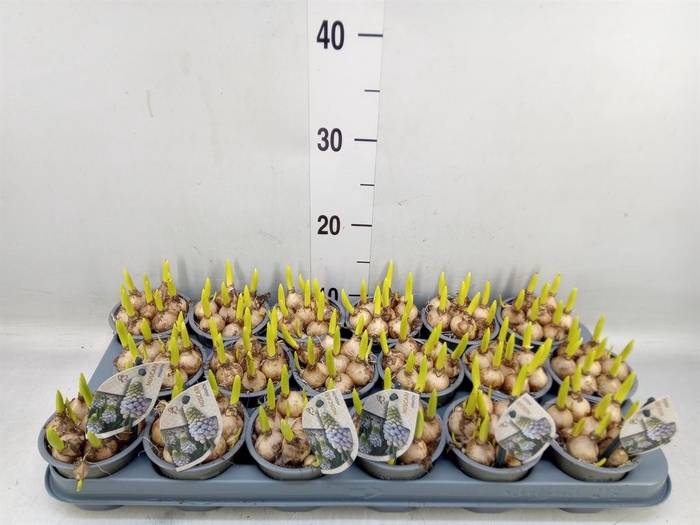 <h4>Muscari  'Manon'</h4>