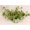 Scaevola Pink