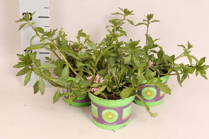 Scaevola Pink
