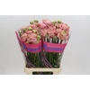 Ranunculus Roamnce Supreme Pink