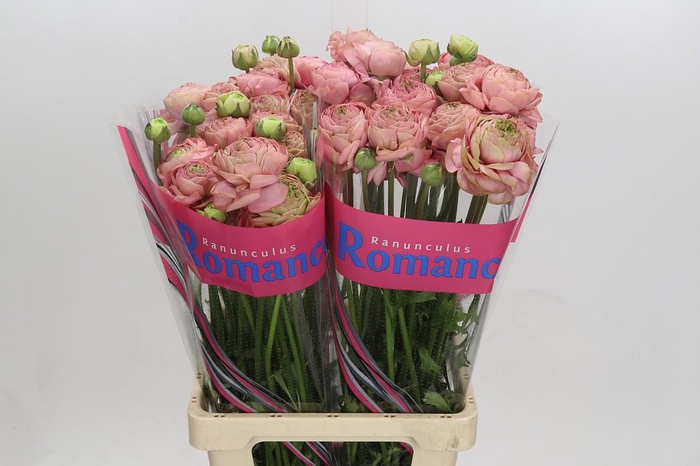 Ranunculus Roamnce Supreme Pink