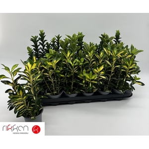 EUONYMUS JAP GEM