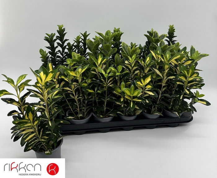 <h4>EUONYMUS JAP GEM</h4>