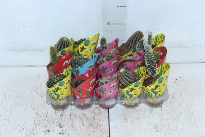 <h4>CACTUS MINI P06</h4>