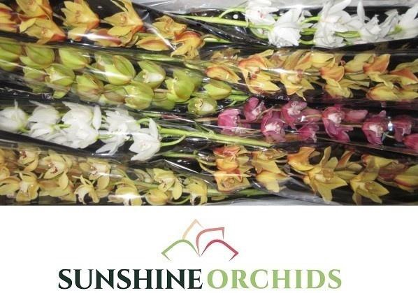 <h4>CYMB MI GEM</h4>