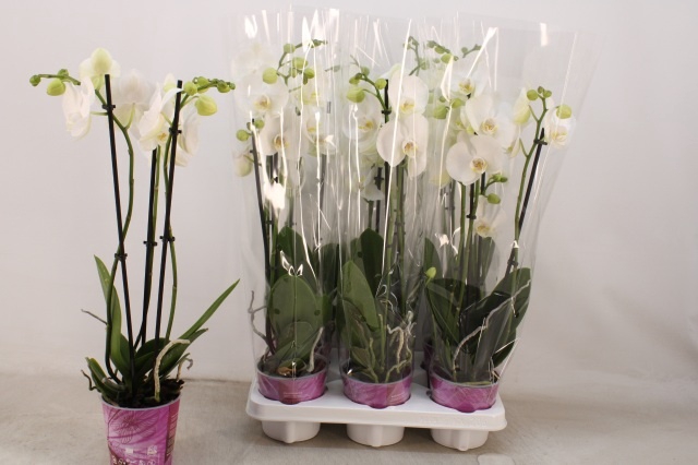 <h4>PHAL OV WIT</h4>