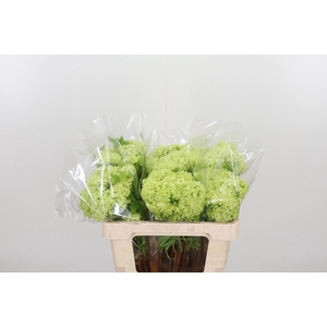 Viburnum Sneeuwbal 1+ Bal