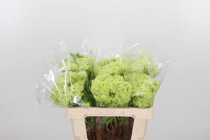 <h4>Viburnum Sneeuwbal 1+ Bal</h4>