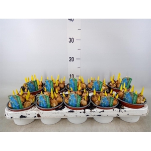 Muscari  'Magic Blue'