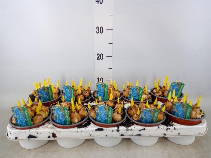 <h4>Muscari  'Magic Blue'</h4>