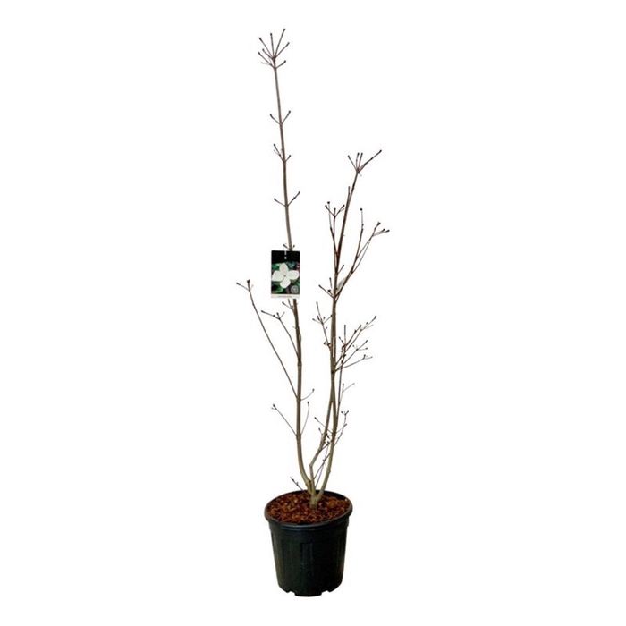 <h4>Cornus kousa 'Venus' ®</h4>