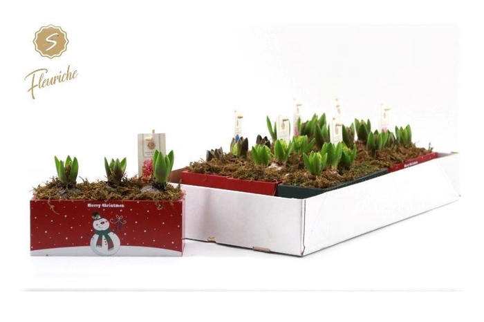 <h4>ARR HYACINTH H%</h4>