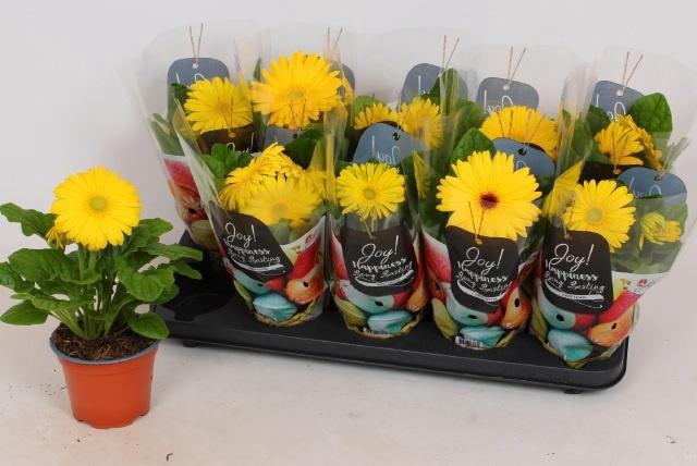 <h4>GER C G GEEL</h4>