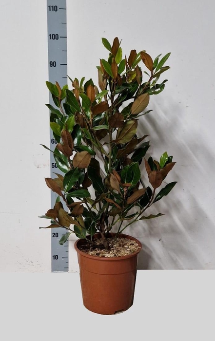 <h4>Magn Grandiflora</h4>