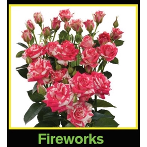 Rosa Spray Fireworks