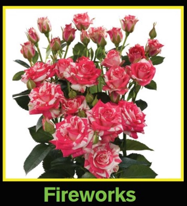 Rosa Spray Fireworks