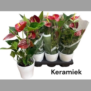 ANTHU AN SUCCESS RED