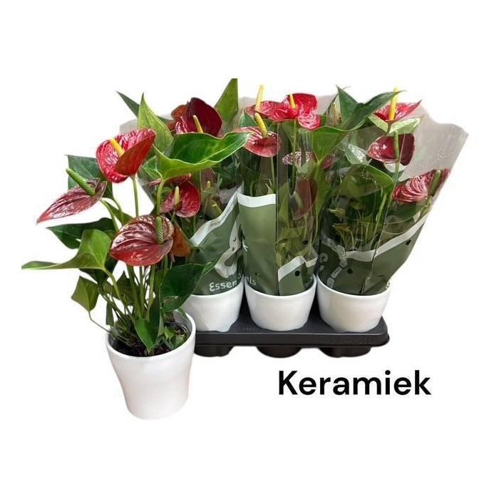 <h4>ANTHU AN SUCCESS RED</h4>