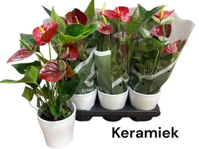 <h4>ANTHU AN SUCCESS RED</h4>