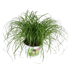 Cyperus alternifolius 'Zumula'